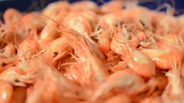 Shrimp Close Boiled Shrimp — Stock Video