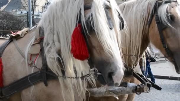 Caballos Ciudad Disparos Caballos — Vídeo de stock