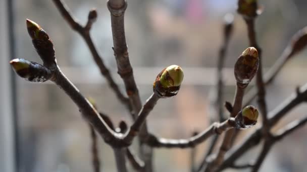 Bahar Manzarası Ağaçtaki Böbrekler — Stok video