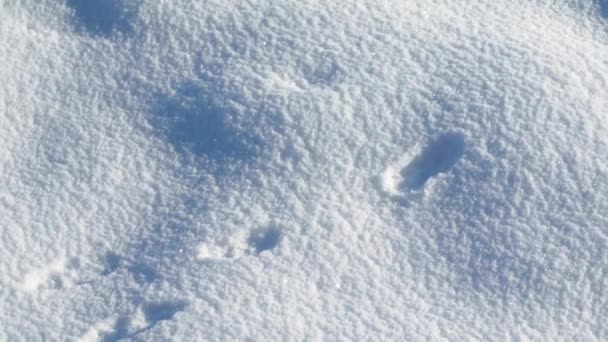 Snö Skjuter Vintern Fotografering Januari — Stockvideo