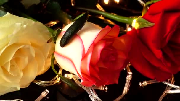 Τριαντάφυλλο Στο Φόντο Των Φωτεινών Γιρλάντες — Αρχείο Βίντεο