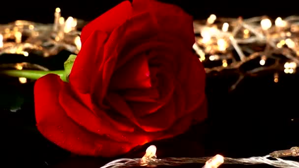 Rose Sur Fond Guirlandes Lumineuses — Video