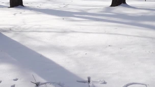 Inscripción Invierno Nieve Disparos Invierno — Vídeo de stock