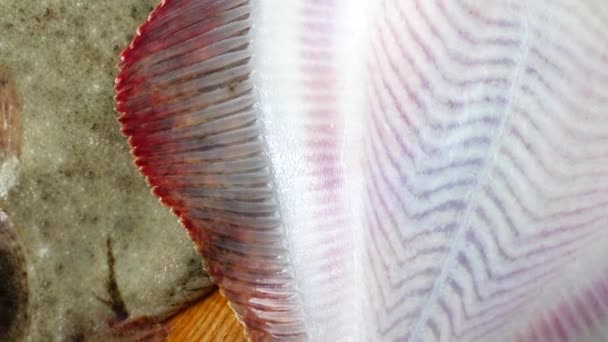 Риба Плоскої Риби Обробній Дошці — стокове відео