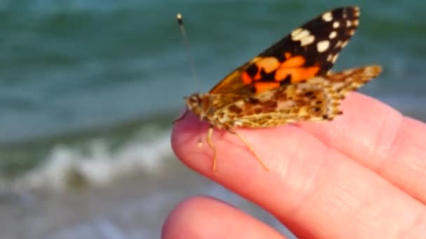 蝴蝶用手指头在海的背景下飞翔 — 图库视频影像