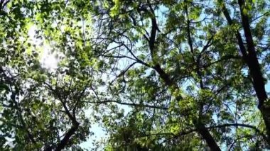 Güneş ve gökyüzünün arka planına karşı bahar ağaçları. Harekette çekim..