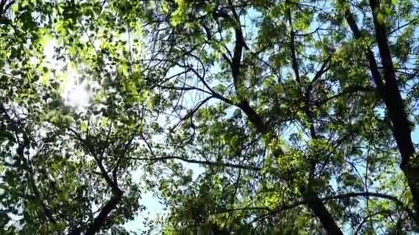 Printemps arbres sur le fond du soleil et le ciel. Tir dans le mouvement .