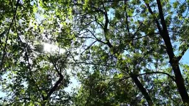 Printemps arbres sur le fond du soleil et le ciel. Tir dans le mouvement .