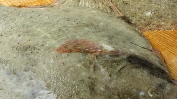 Рыба Плоской Рыбы Разделочной Доске Стрельба Движении — стоковое видео