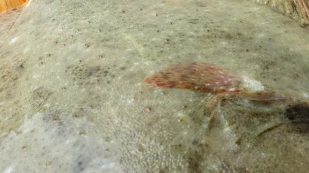 Pesce Pesce Piatto Tagliere Sparatoria Nel Movimento — Video Stock