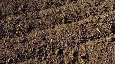 Tarla tarlası, sürülen toprağın vurulması. Kırsal bölgelerde çekim.