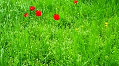 Bahar çayırı. İlkbaharda çekim.