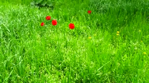 Primavera Pradera Disparos Primavera — Vídeos de Stock