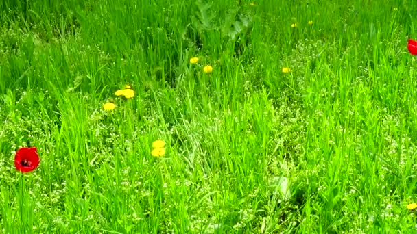 春天的草地 春天的枪战 — 图库视频影像