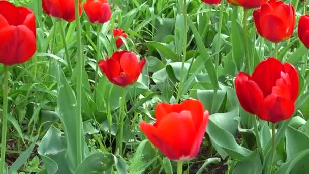 春にチューリップ 春の撮影 — ストック動画