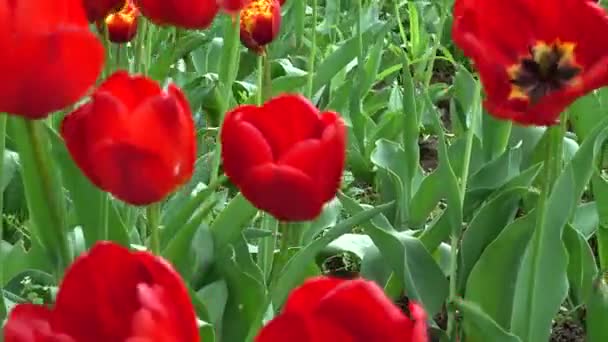 Tulipanes Primavera Disparos Primavera — Vídeo de stock