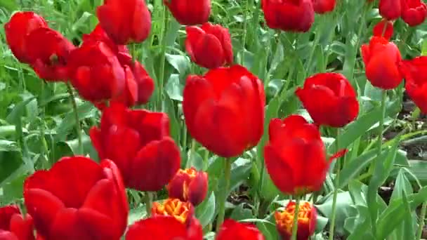 Tulipanes Primavera Disparos Primavera — Vídeo de stock