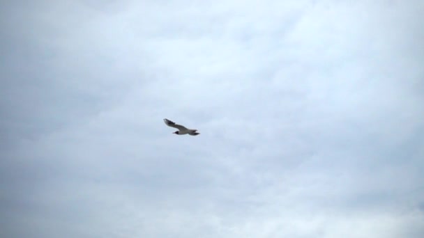 Flug Einer Möwe Himmel Über Dem Meer Zeitlupe — Stockvideo