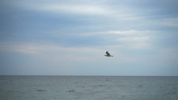 Vol d'une mouette dans le ciel au dessus de la mer. Mouvement lent .