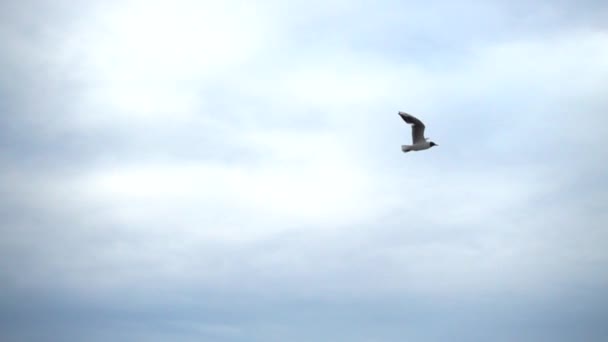 Denizin Üzerinde Bir Martının Uçuşu Yavaş Çekim — Stok video