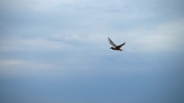 Voo Uma Gaivota Céu Sobre Mar Movimento Lento — Vídeo de Stock