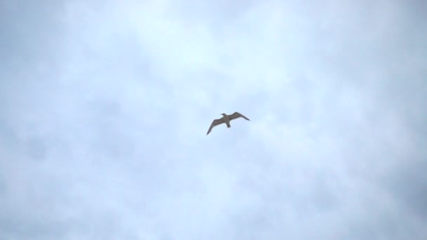Πτήση Γλάρου Στον Ουρανό Πάνω Από Θάλασσα Αργή Κίνηση — Αρχείο Βίντεο