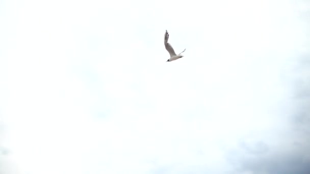 Flight Seagull Sky Sea Slow Motion — Stock Video