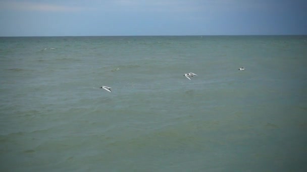 Fiskmås Himlen Flyger Över Havet Långsamma Rörelser — Stockvideo