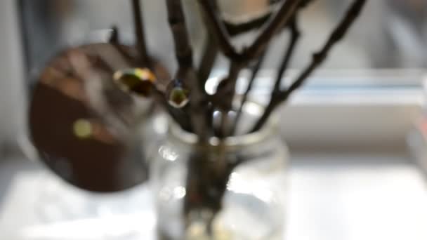 春天射击 玻璃杯里的树枝 — 图库视频影像