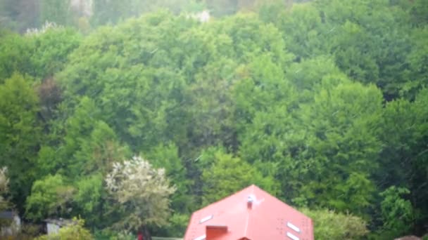 Anomalie Tempête Neige Sur Fond Arbres Fleurs — Video