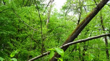 Yay ağacının çekiminde..