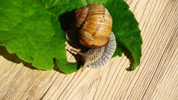 Abschuss Der Gartenschnecke Auf Grünem Blatt — Stockvideo