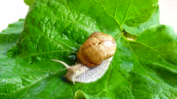 在绿叶上拍摄花园蜗牛 — 图库视频影像