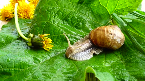 Abschuss Der Gartenschnecke Auf Grünem Blatt — Stockvideo