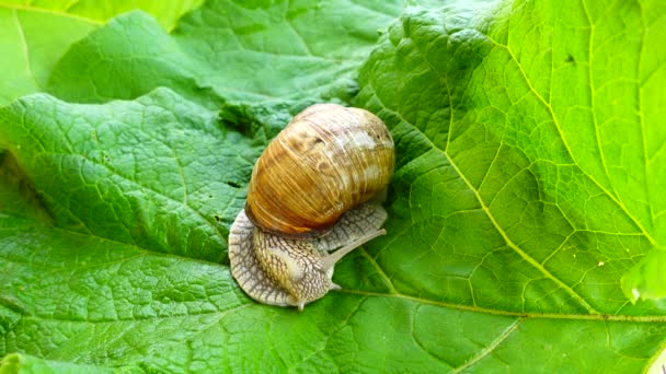 Abschuss Der Gartenschnecke Auf Grünem Blatt — Stockvideo