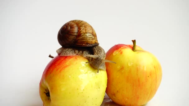 Escargot Sur Pommes Tir Sur Fond Blanc — Video