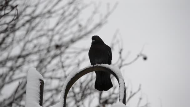 Taubenschießen Winter — Stockvideo