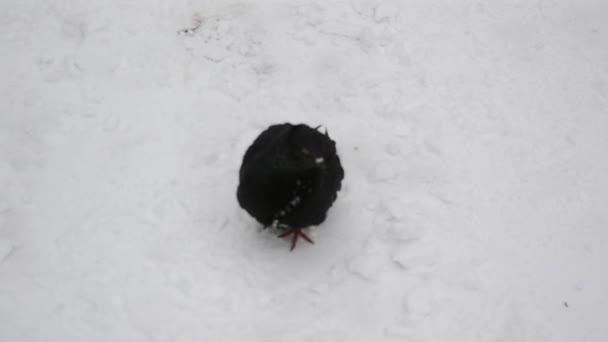 Pigeon — 비디오