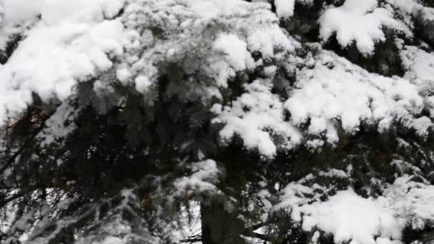 雪の中のモミの木 — ストック動画