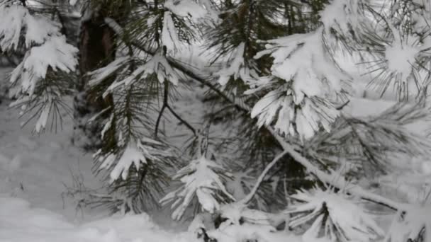 Меховое Дерево Снегу — стоковое видео