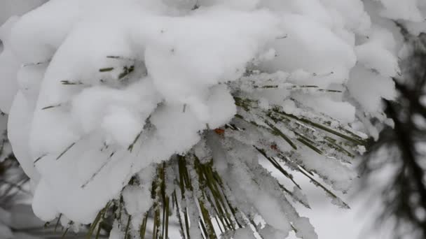Drzewo Futerkowe Śniegu — Wideo stockowe