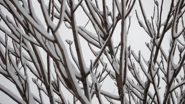 Alberi Nella Neve Riprese Inverno — Video Stock