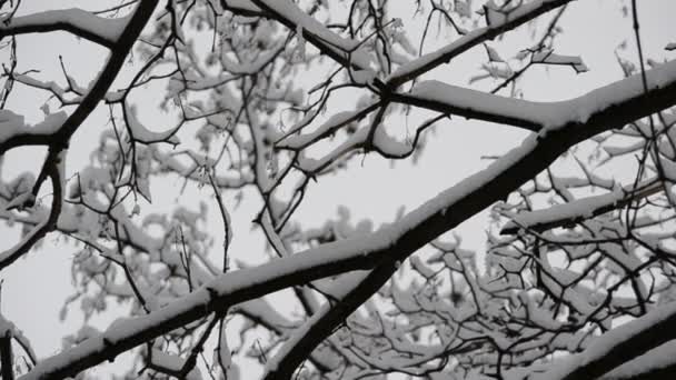 雪地里的树 冬天射击 — 图库视频影像