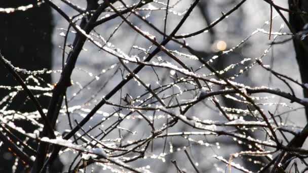 Rayos Mágicos Del Sol Caen Sobre Las Ramas Los Árboles — Vídeo de stock