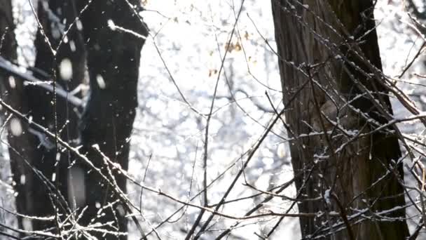 Les Rayons Magiques Soleil Tombent Sur Les Branches Des Arbres — Video