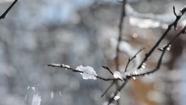 Magische Stralen Van Zon Vallen Takken Van Bomen — Stockvideo