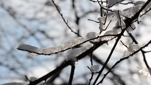 Rayos Mágicos Del Sol Caen Sobre Las Ramas Los Árboles — Vídeos de Stock