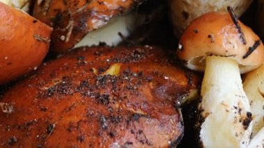 Mantarlar, kaygan bacaklar. Orman mantarları..