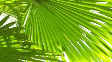 Tropikal Özgeçmiş. Yazın ötüyor..