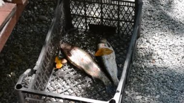 Alabalık, balık. Dağ nehrinde alabalık..